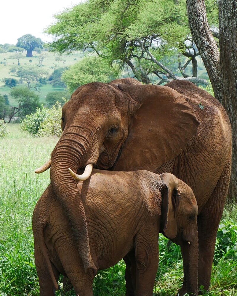 Wildlife