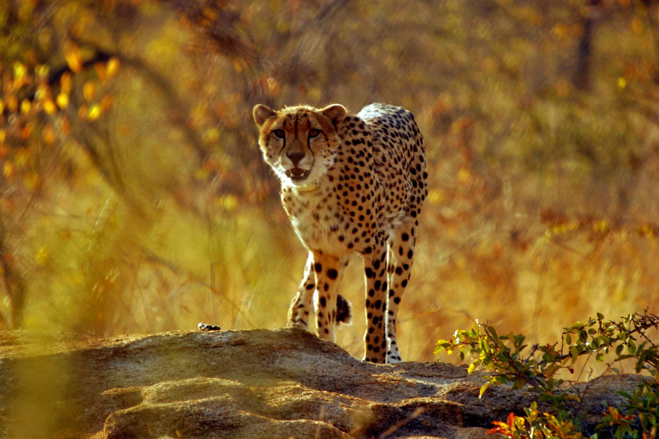 Cuddling Cubs – Discover The Darker Side Of Big Cat “Conservation”