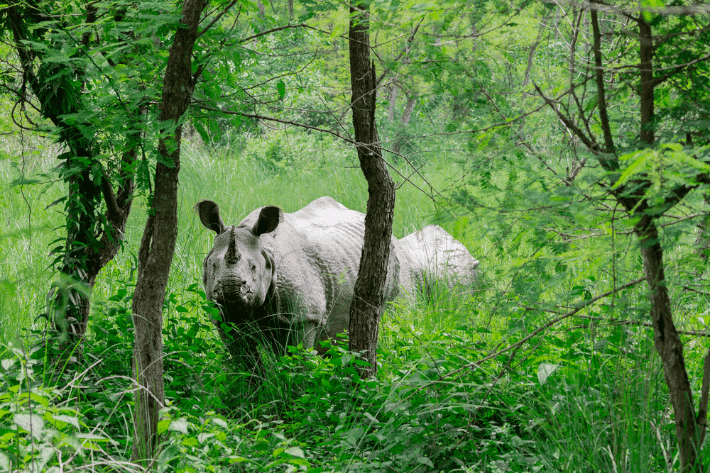 Protect the one-horned rhino in Nepal