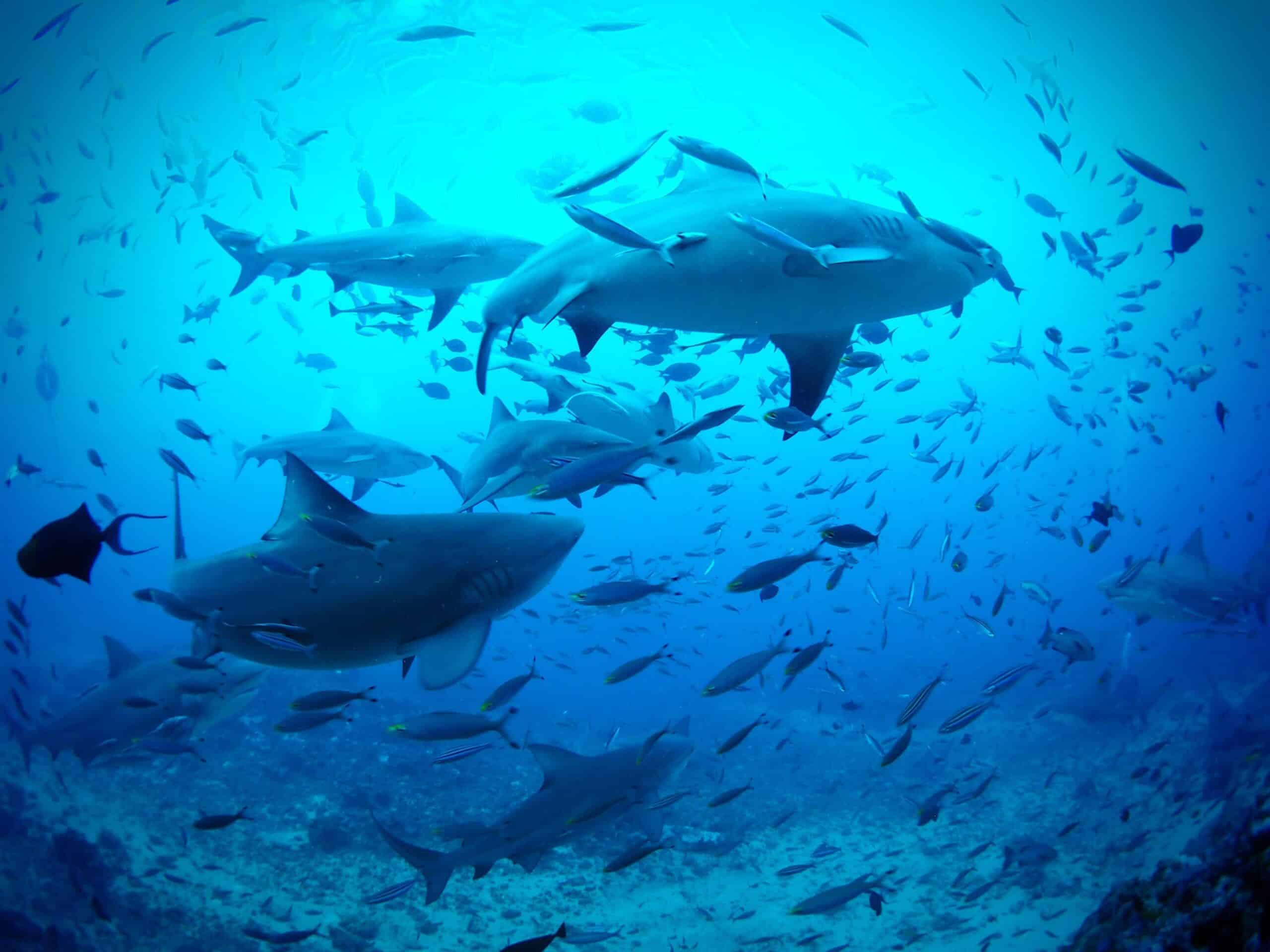 Best marine conservation volunteer projects in 2026