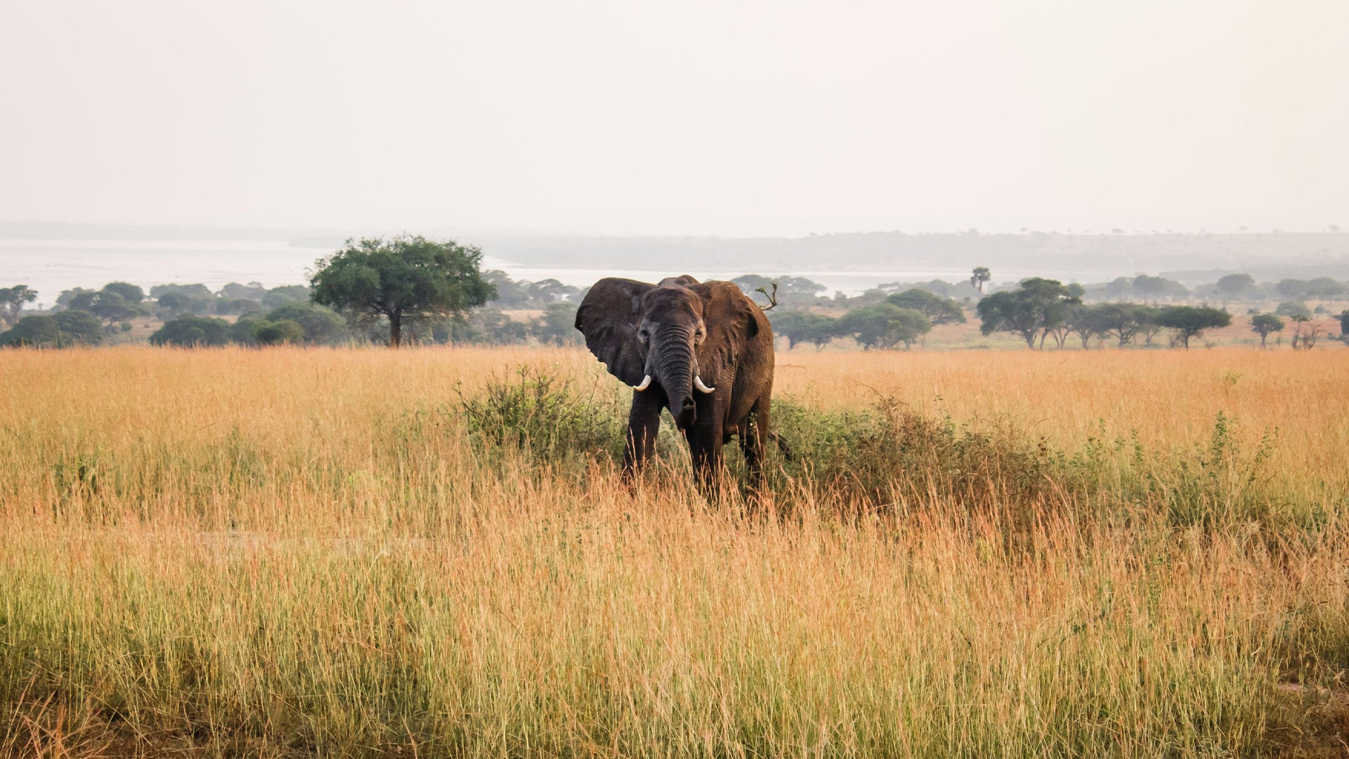 Africa